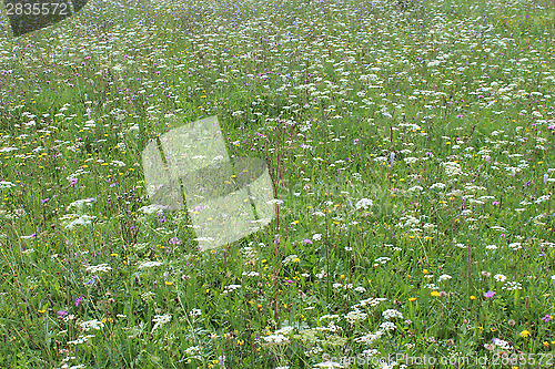 Image of many summer flowers on the field