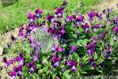 Image of flowers of blue pansies in the grass