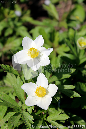 Image of Pair of white flowers