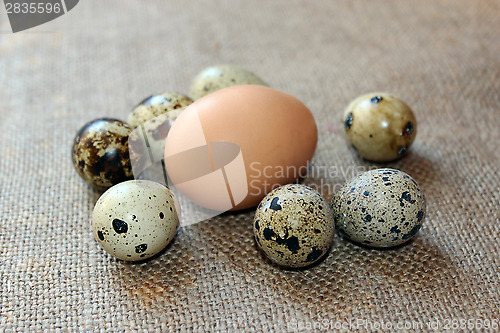 Image of some eggs of the quail