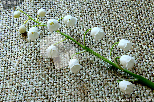 Image of lilies of the valley on the grey background