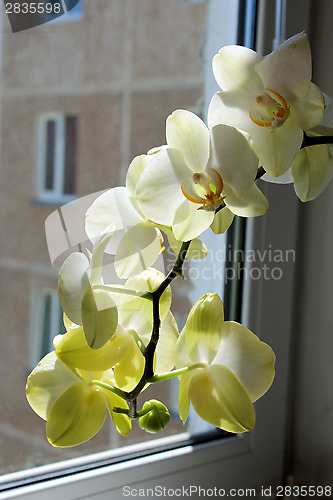 Image of Fine branch of the blossoming yellow orchid