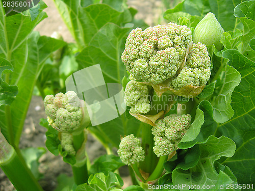 Image of Young flowers of rhubarb in the spring