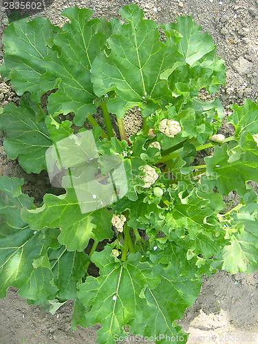 Image of big bush of rhubarb