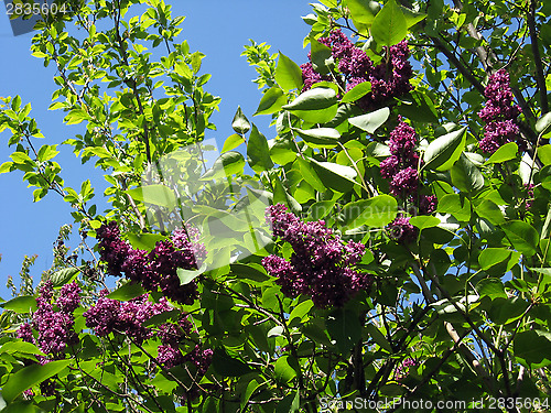 Image of Bush of a lilac