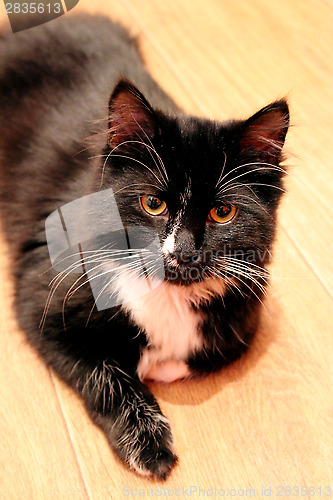 Image of black cat lying on the floor