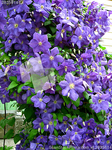 Image of beautiful blue flowers of clematis