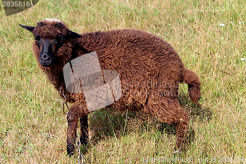 Image of black sheep grazing on a grass