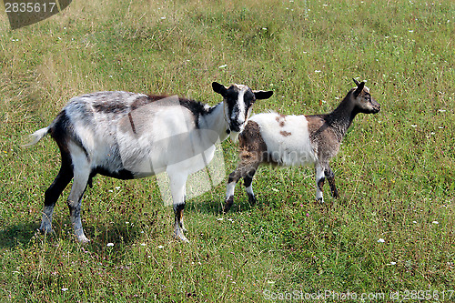 Image of Goat and kid on the pasture