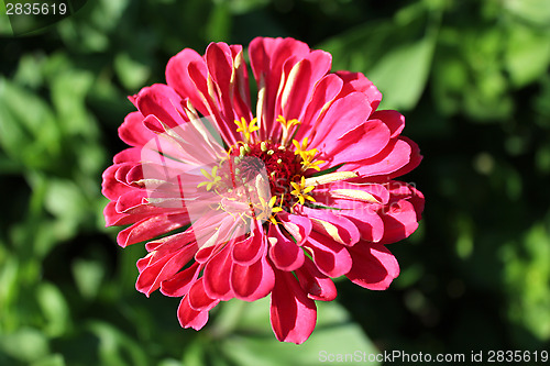 Image of zinnia zed beautiful flower