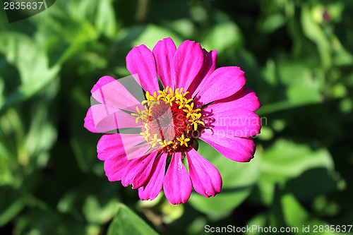 Image of zinnia zed beautiful flower
