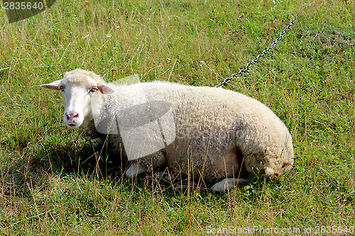 Image of white sheep grazing on the grass