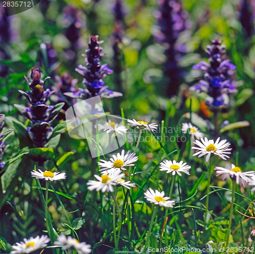 Image of Field flowers