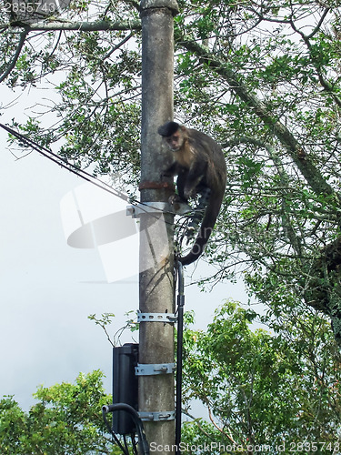 Image of Monkey climbing the power pole