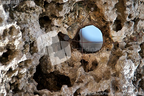 Image of close up of coral with hole