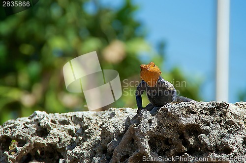 Image of red-headed rock agama lizard looking at viewer