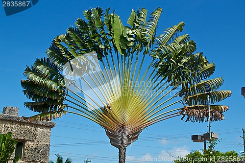 Image of travelers palm tree