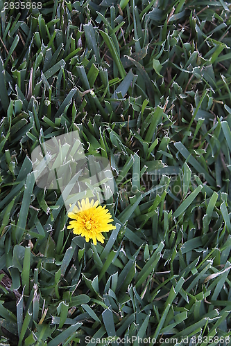 Image of Dandelion