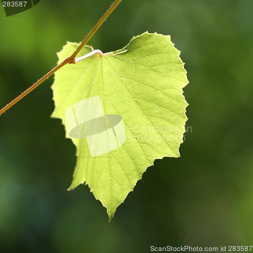 Image of Grape leaf