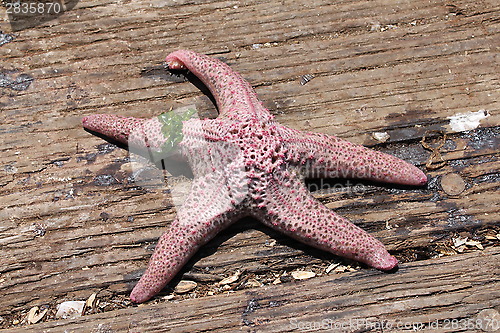 Image of Starfish