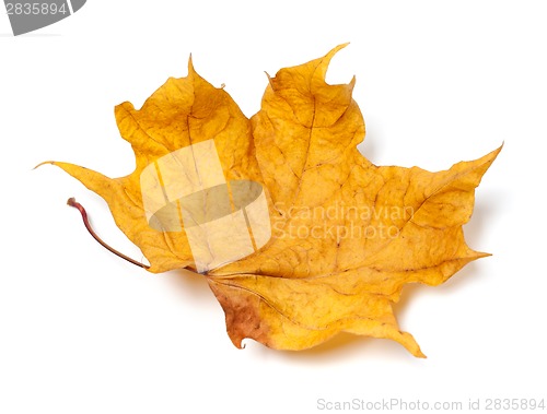 Image of Autumn yellow dry maple leaf