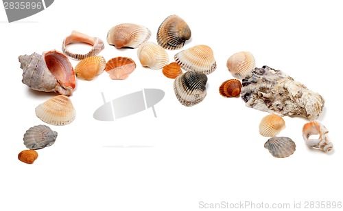 Image of Collection of seashells 