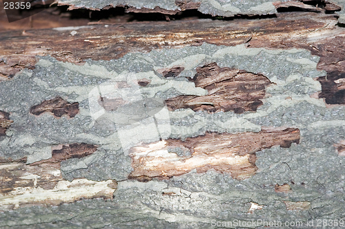 Image of bark