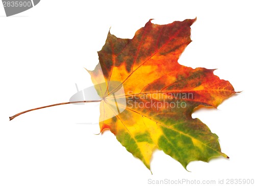 Image of Multicolor autumn maple-leaf