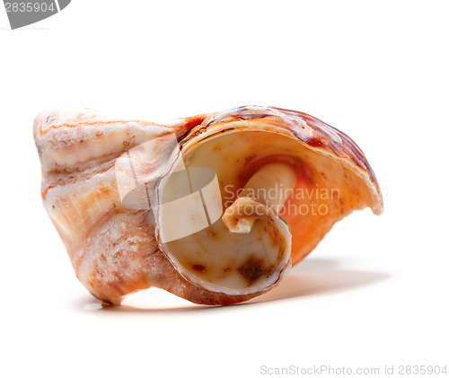 Image of Broken rapana shell