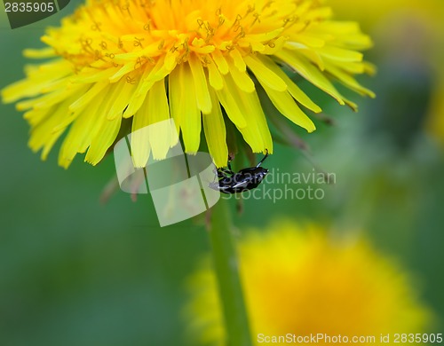 Image of Beetle on flower of dandelion