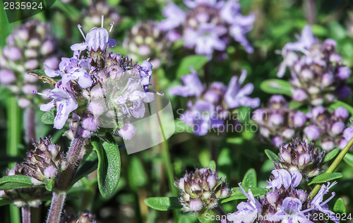 Image of Flower thyme in the nature