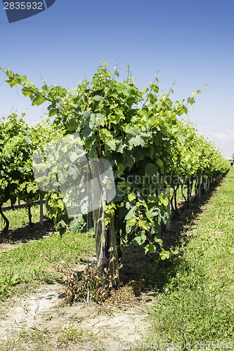 Image of Green Vineyards 