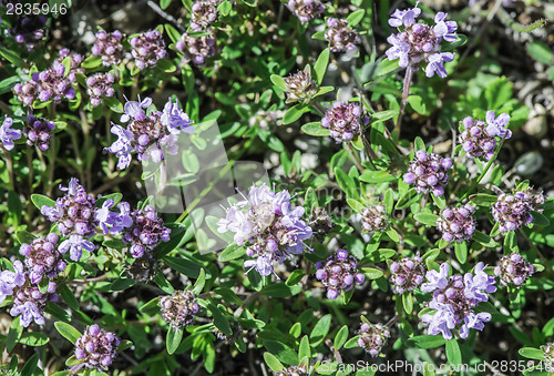 Image of Flower thyme in the nature