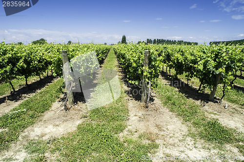 Image of Green Vineyards 