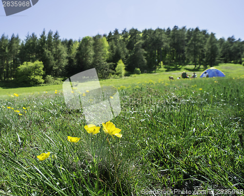 Image of Green meadow in a forest and tent