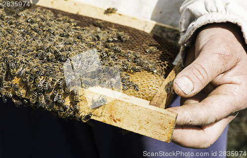 Image of Close up honeycombs