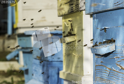 Image of Swarm of bees fly to beehive