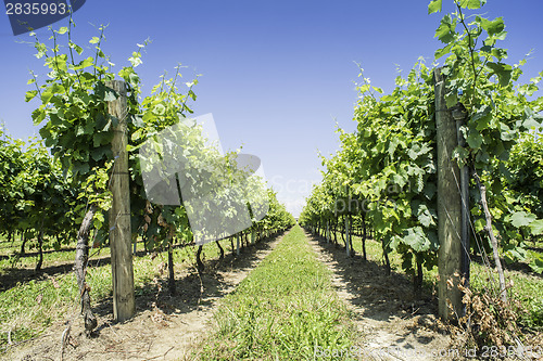Image of Green Vineyards 