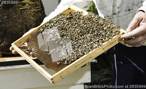 Image of Beekeeper look honeycombs