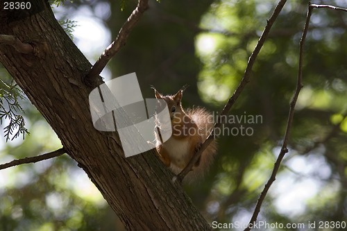 Image of squirrel