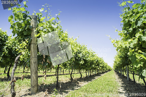 Image of Green Vineyards 