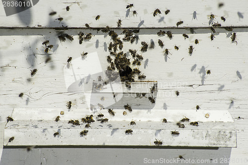 Image of Bees entering the hive