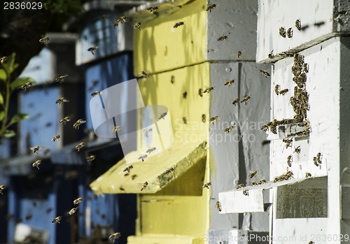 Image of Swarm of bees fly to beehive