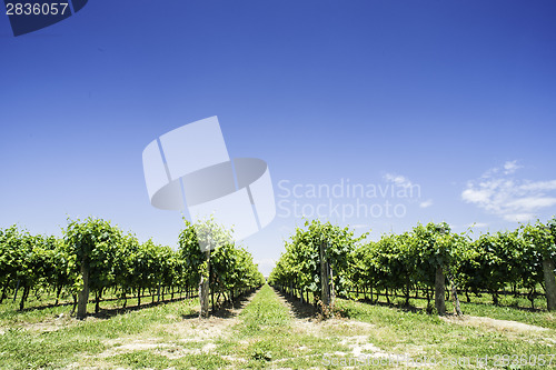 Image of Green Vineyards 