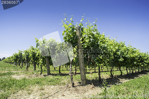 Image of Green Vineyards 