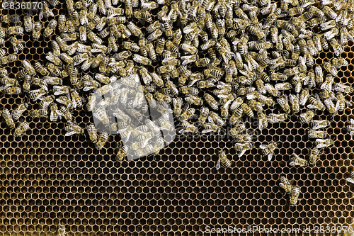 Image of Close up honeycombs