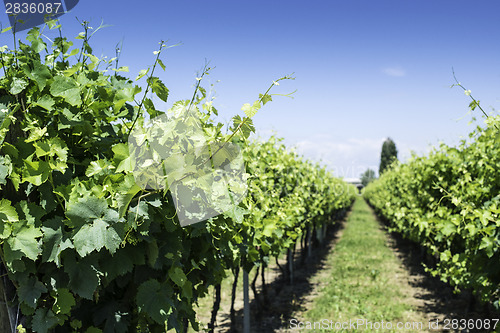 Image of Green Vineyards 