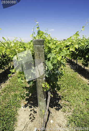 Image of Green Vineyards 