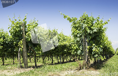 Image of Green Vineyards 