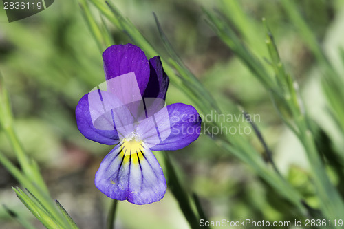 Image of Violet flower and green leaves